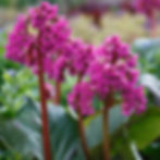 A close-up image of Bergenia's pink and purple bell-shaped flowers