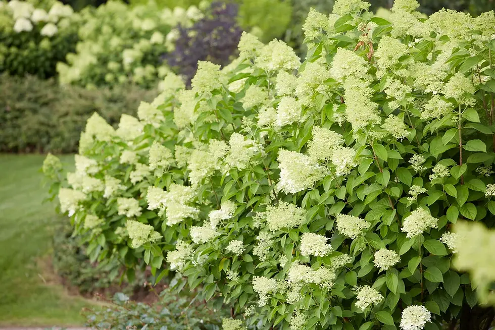 Hydrangea paniculata