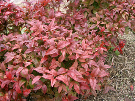 Invasive Shade-Tolerant Garden Plants in Arkansas