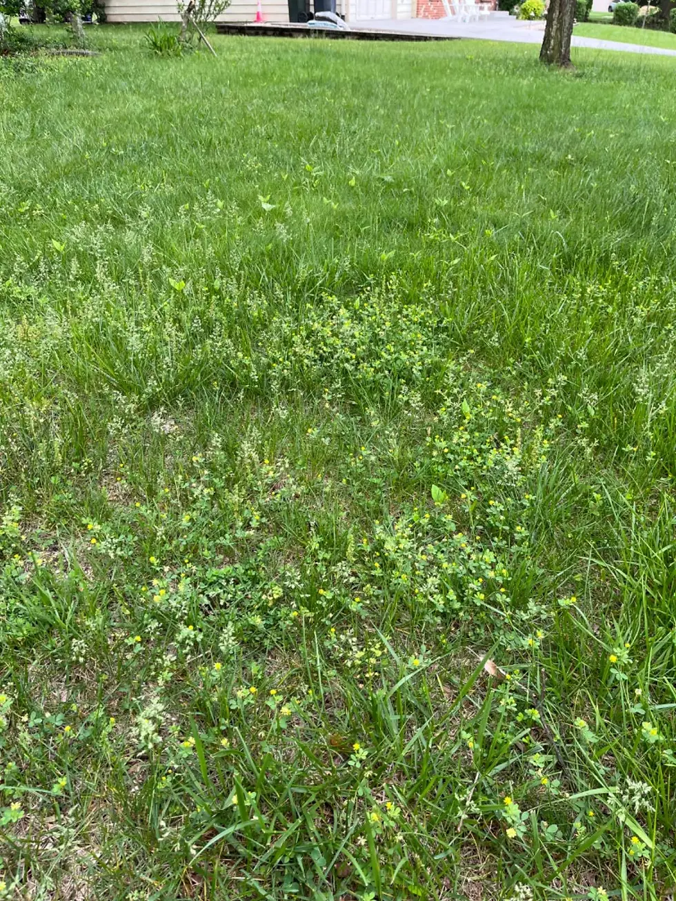 Different Lawn Weeds
