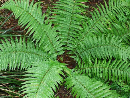 Exploring the Charm of Dryopteris filix-mas (Male Fern) in Shade Gardens