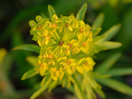 Invasive Shade-Tolerant Garden Plants in Montana