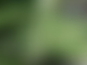 Climbing to New Heights: The Best Shade-Loving Climbers for Your Garden