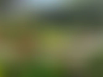 Shade Gardening in Texas: Creating Cool Oases in the Hottest Cities