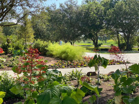 Shade Gardening in Texas: Creating Cool Oases in the Hottest Cities