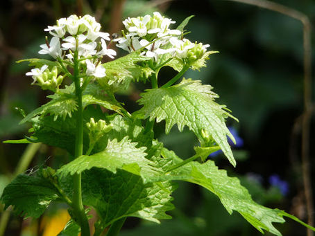 Invasive Shade-Tolerant Garden Plants in Idaho
