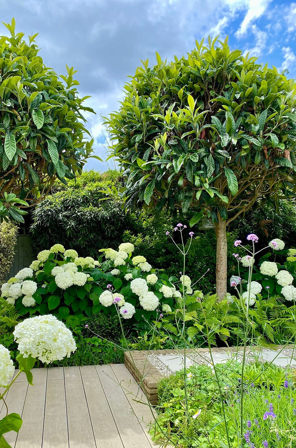 Lush garden with white hydrangeas and purple flowers beside a wooden deck under leafy trees and a cloudy blue sky