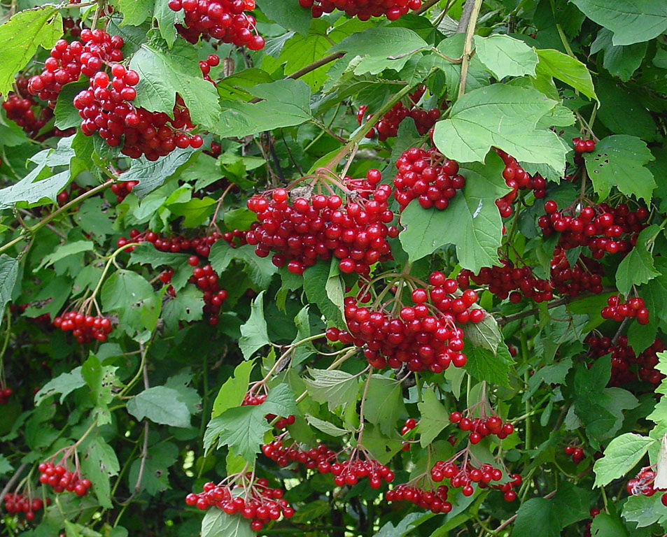 Viburnums are versatile shrubs that can thrive in various conditions, including shade.