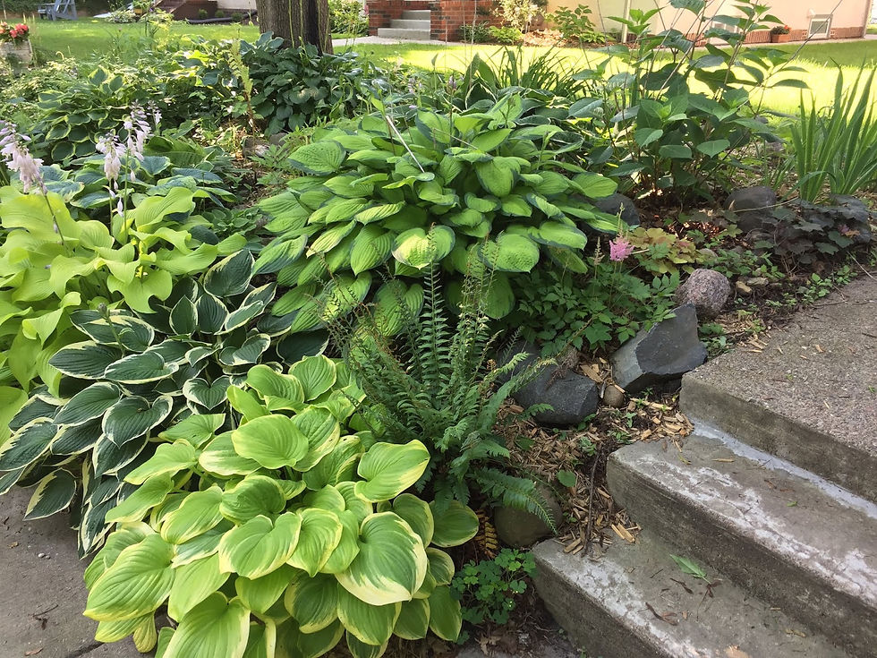 A lush garden thriving on a steep slope, showcasing a mix of shade-tolerant plants and carefully placed stone steps for easy access and erosion control