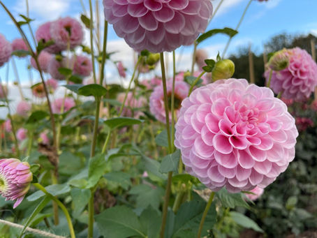 What Jobs Should Be Done in the Garden Throughout the Year?