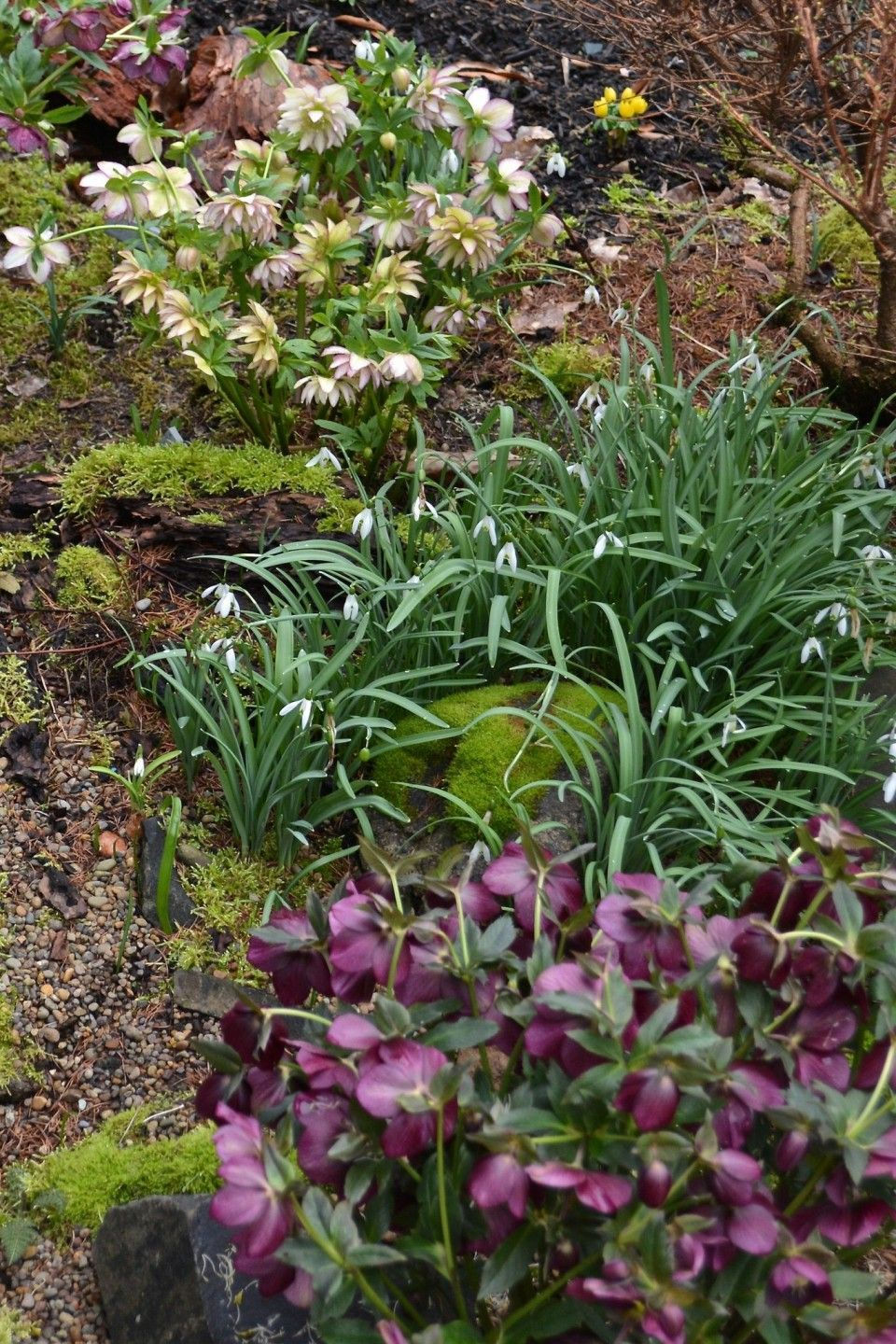 Hellebores and snowdrops