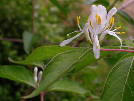 Invasive Shade-Tolerant Garden Plants in Missouri