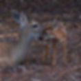 A mother deer standing protectively next to her baby deer, both closely huddled together in a peaceful natural setting with greenery around them.