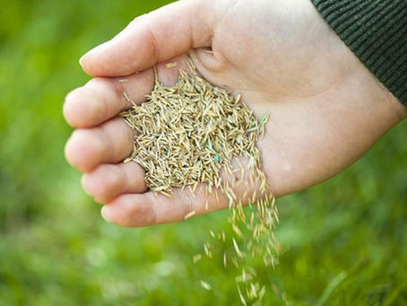 What’s the Best Grass Seed for Your Lawn?