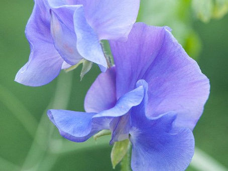 Romantic Plants for a Valentine’s Day Garden