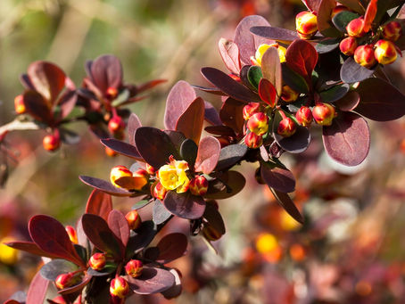 Invasive Shade-Tolerant Garden Plants in Massachusetts