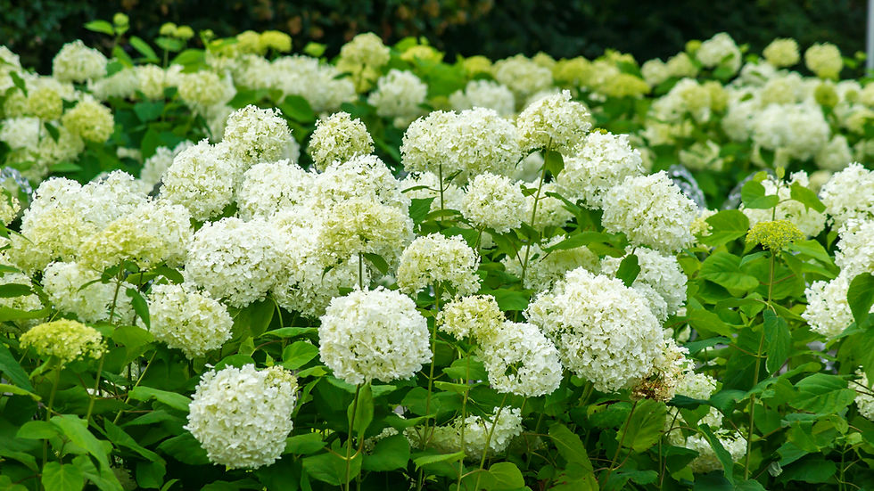 Hydrangea arborescens