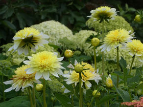 Yellow-and-white dahlias bloom in a lush garden, with green foliage and pale hydrangea-like flowers in the background.