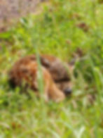 A baby deer curled up on the ground, nestled peacefully with its legs tucked under its body, surrounded by soft grass and gentle light