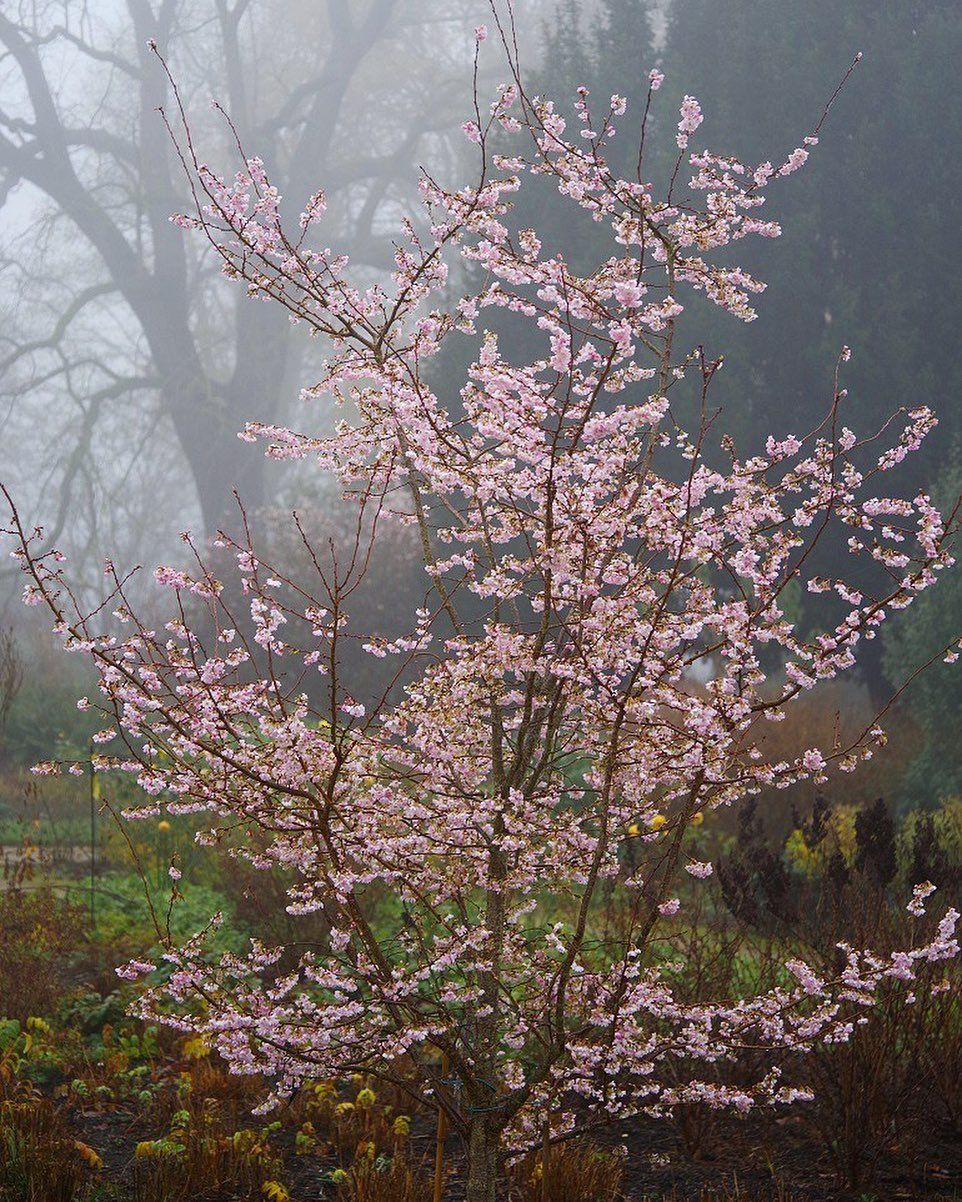 Prunus x subhirtella ‘Autumnalis’