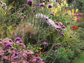 Colorful garden border with purple verbena, pink and yellow blooms, tall grasses, and a green lawn in soft sunlight