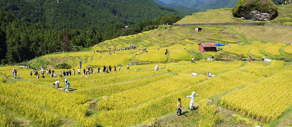 令和7年度 丸山千枚田 オーナーイベント 稲刈りの集い