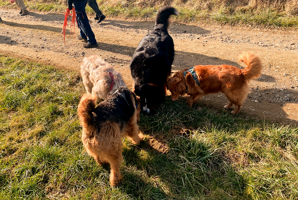 Mieux comprendre mon chien, ses besoins, son fonctionnement.