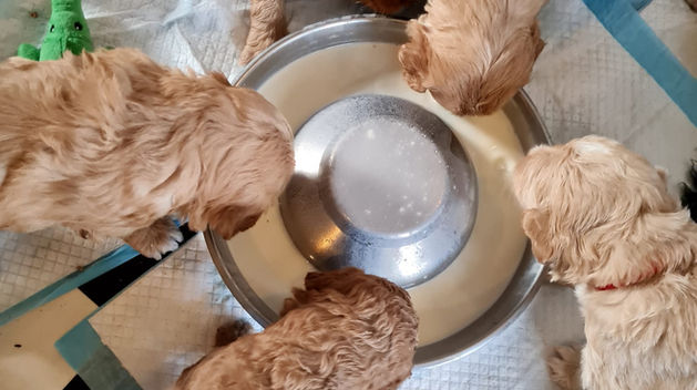 weaning 2.jpeg