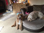 Colston and Colin at home