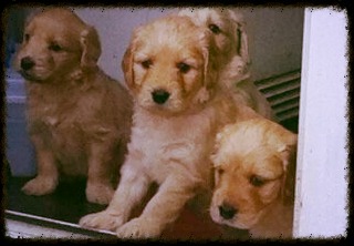 Lacey's pups at 5 weeks old
