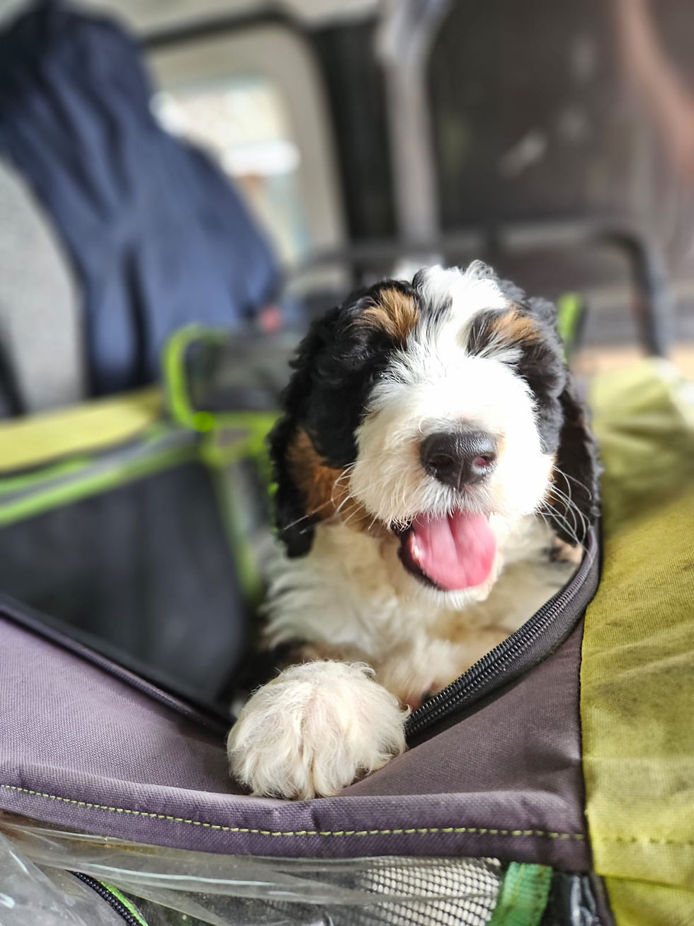 F1b Bernedoodle