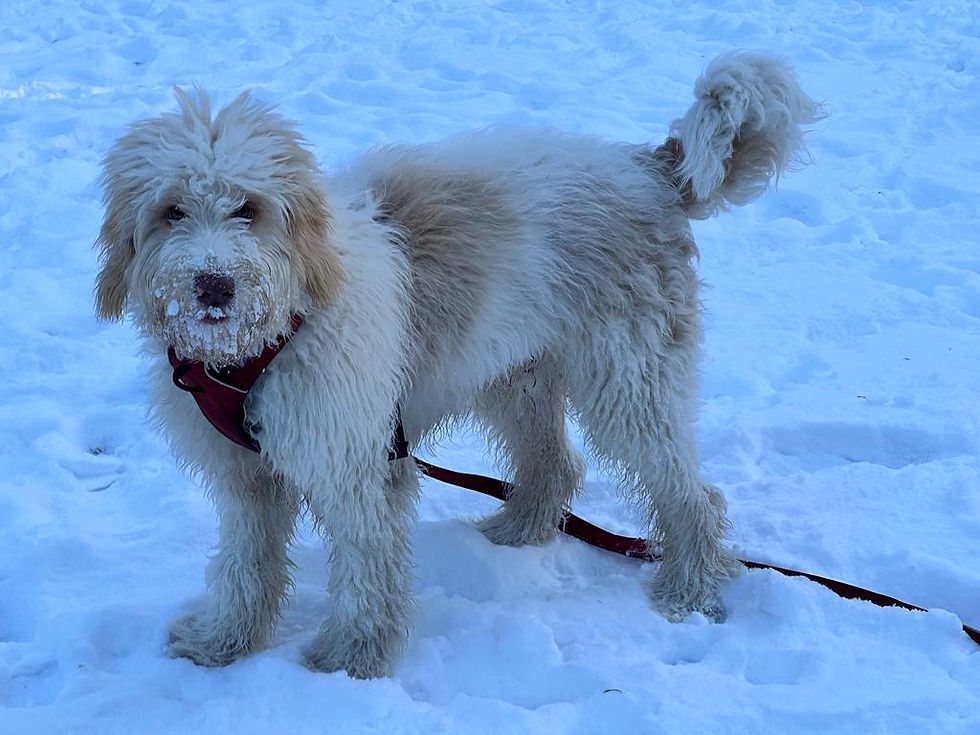 Ultimate Bernedoodle