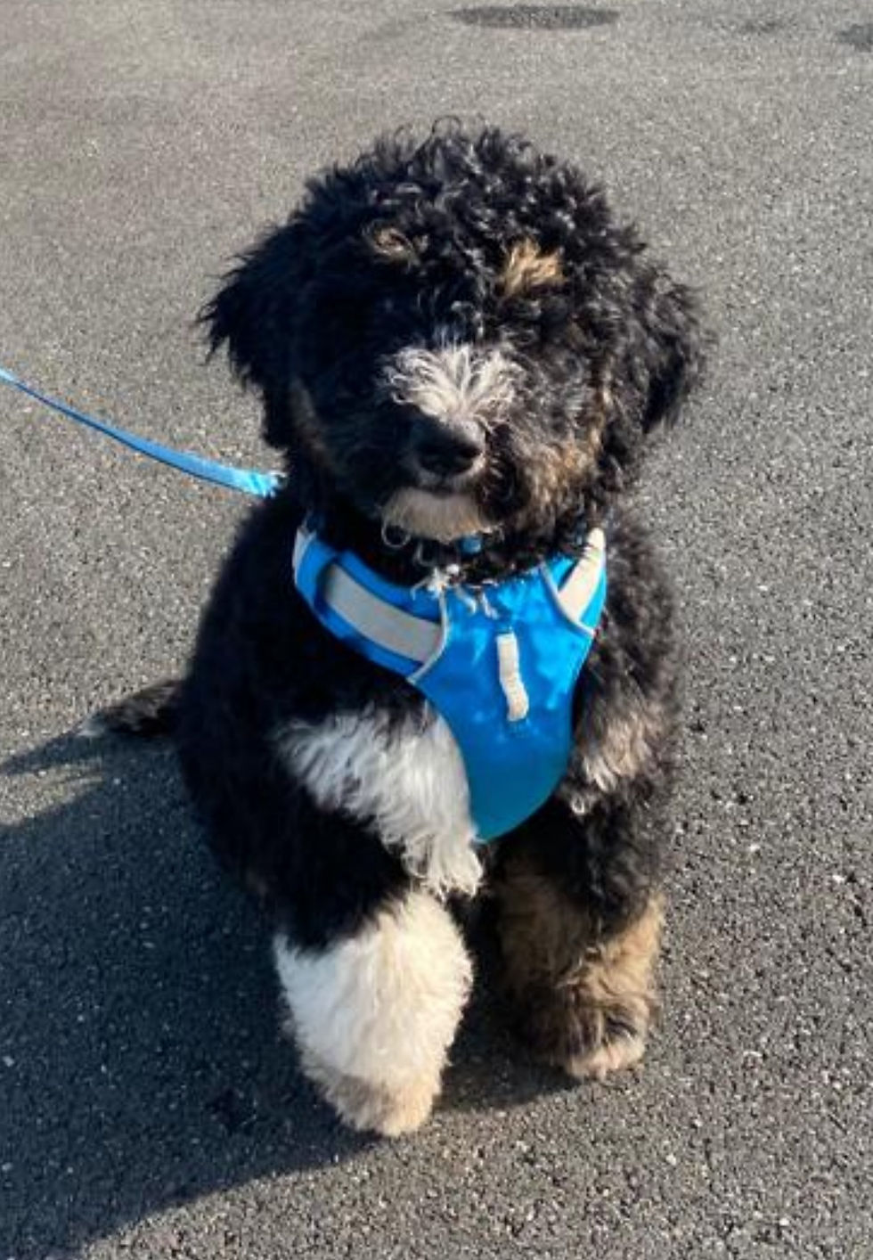Ultimate Bernedoodle
