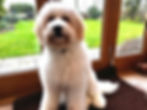 Ultimate Bernedoodle