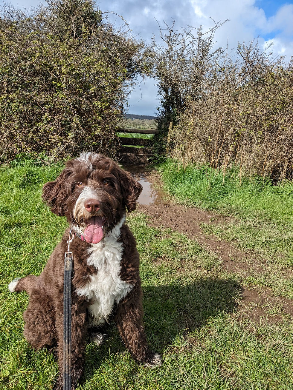 Ultimate Bernedoodle