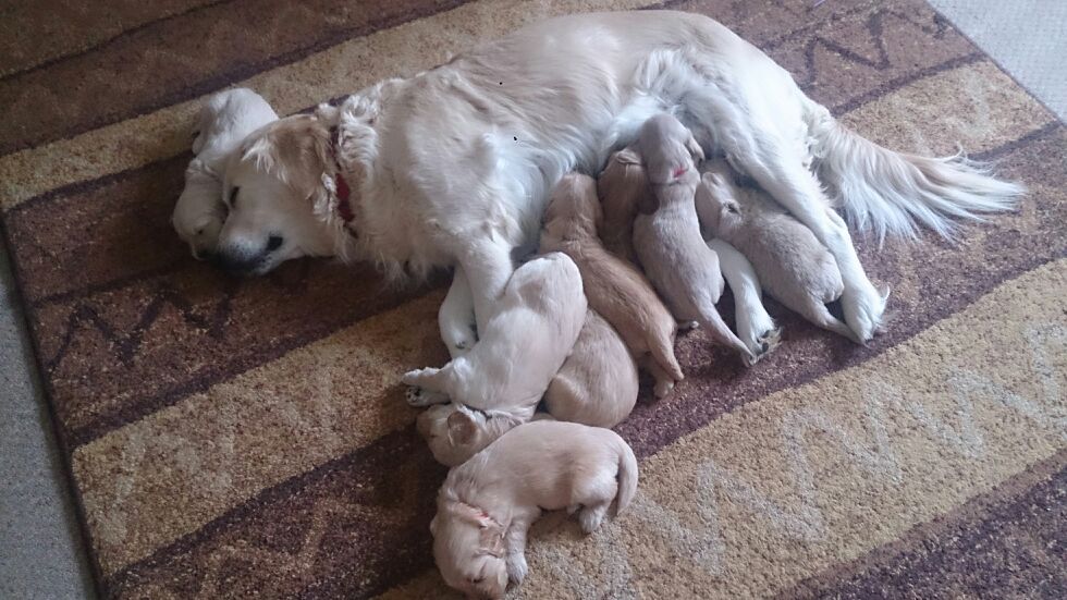 Content, mummy and babies