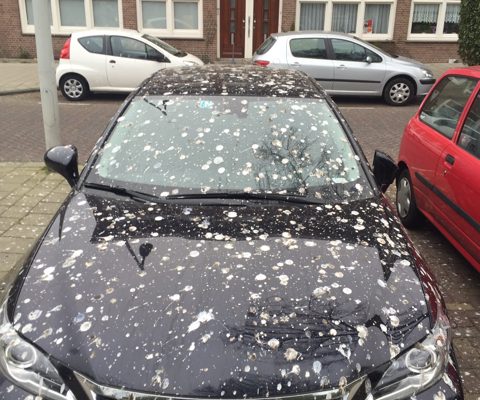 onder de vogelpoep