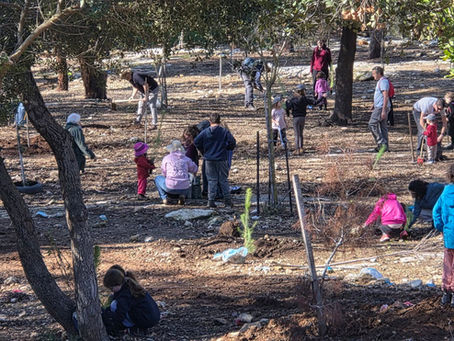 Tu Bishvat Tree Planting for the Next Generation of Campers