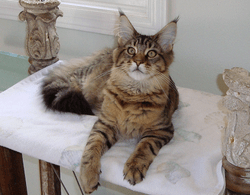 Rocky