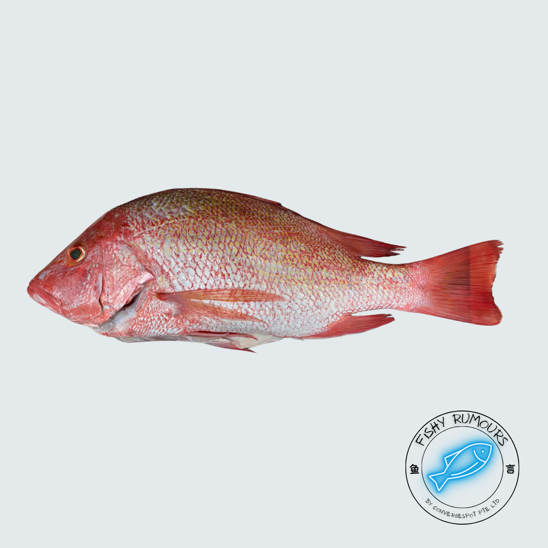 Red Snapper
