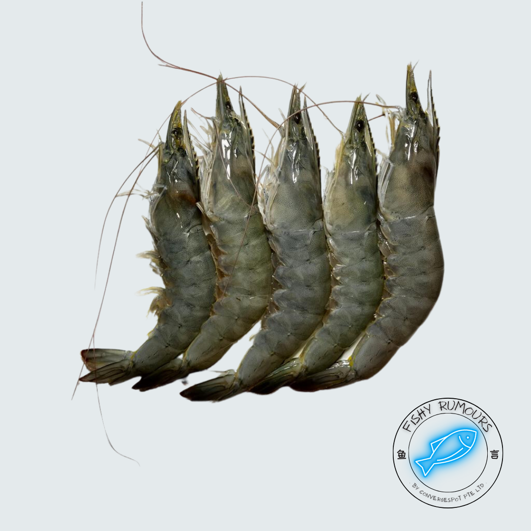 Grey Prawns (Farmed)