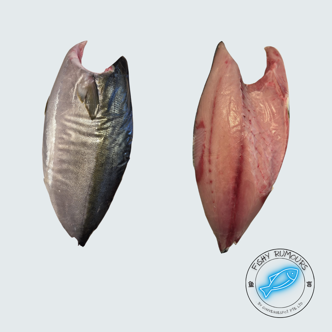 Yellowtail Kingfish (Hamachi)