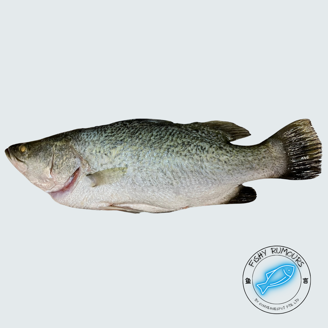 Seabass (Asian Barramundi)