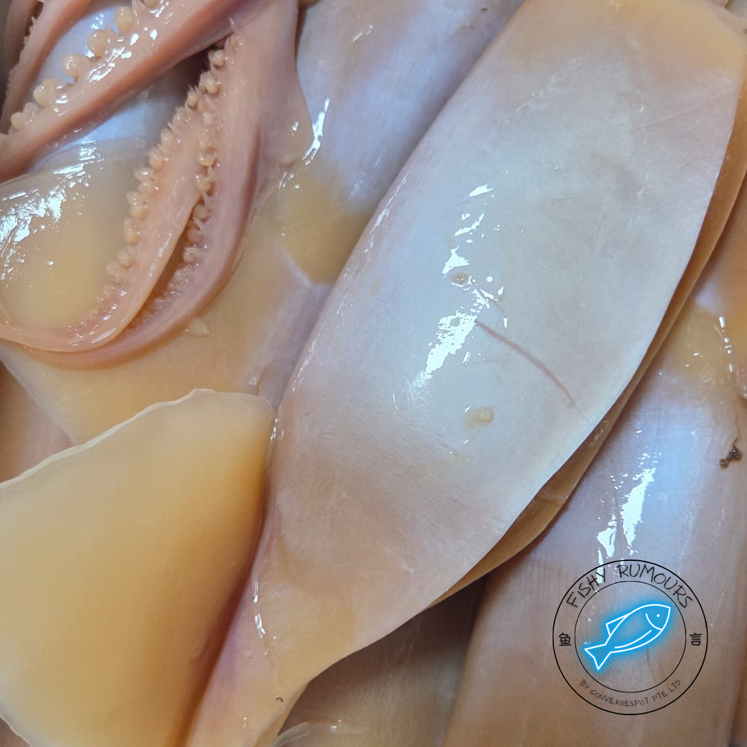 Soaked Squid Cuttlefish