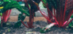 Rhubarb