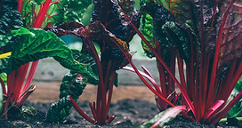 Rhubarb