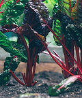 Rhubarb
