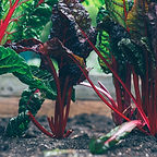 Rhubarb