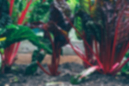 Rhubarb