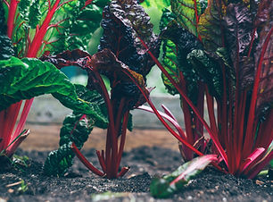 Rhubarb